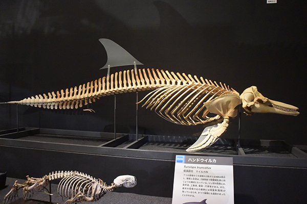 イルカの骨 鯨の骨クジライルカ骨