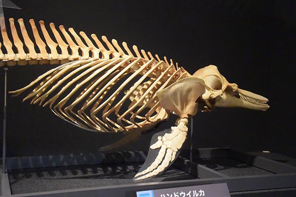 骨格標本イルカ頭骨海棲哺乳類極めて希少