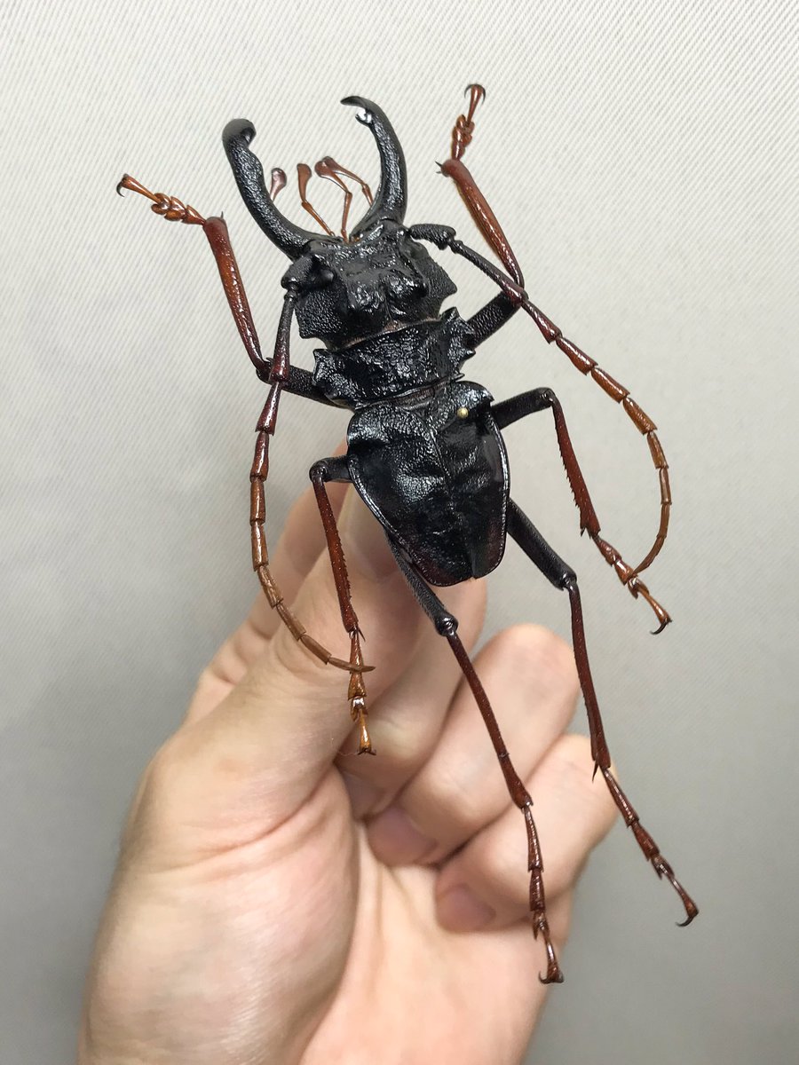 カシクスオニノコギリカミキリ 標本 大型 標本、ブロンズオニノコギリ