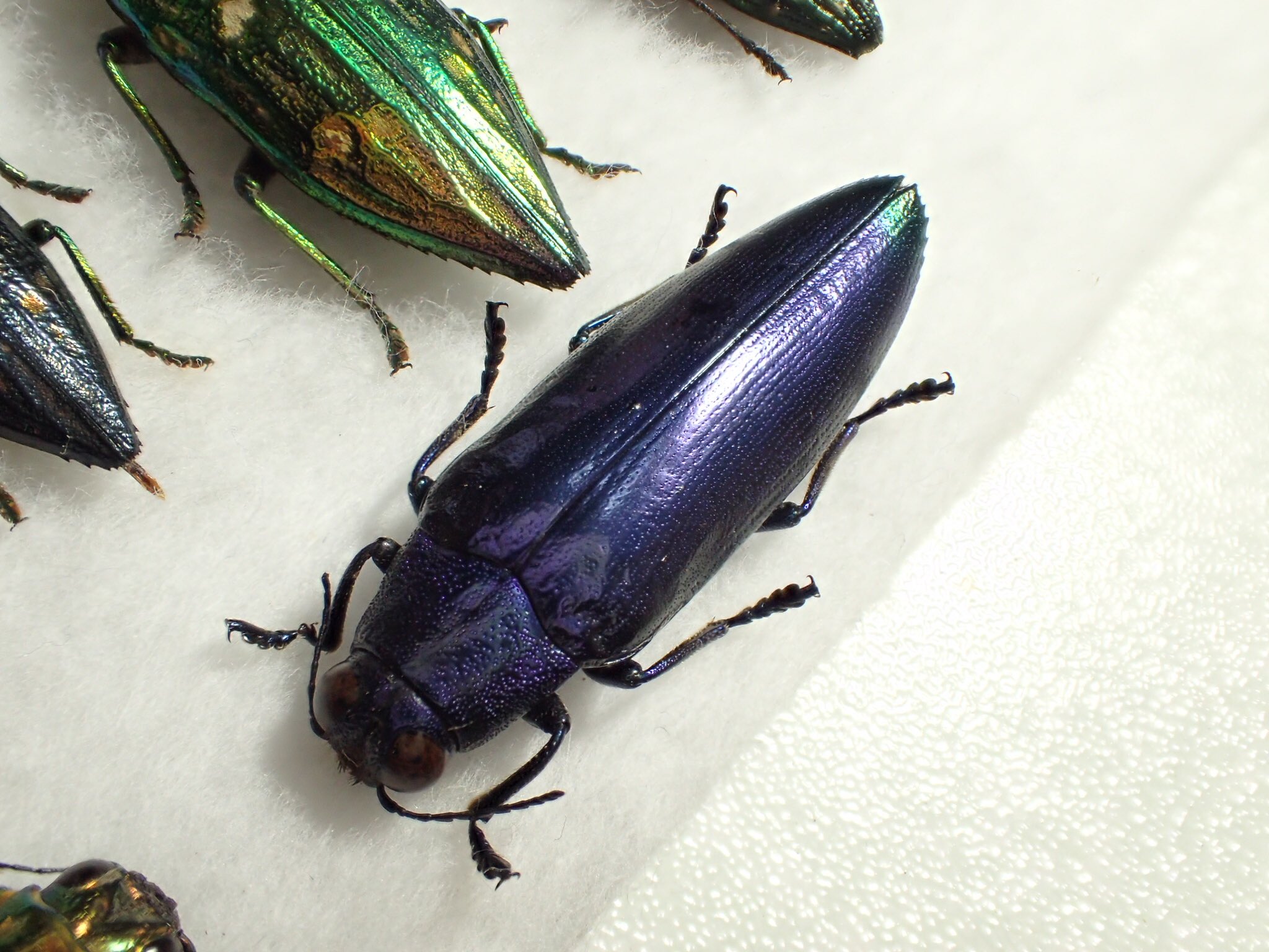 クリアランス 【標本】キベリルリタマムシ セレクト品】Chrysochroa