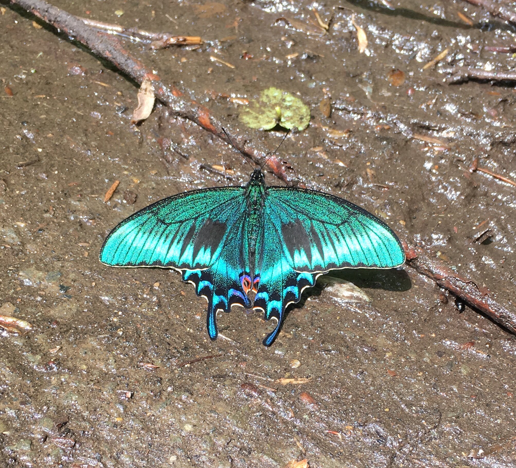 北海道産みやまからす揚羽 春型 未展翅 オス300頭 北海道産ミヤマ