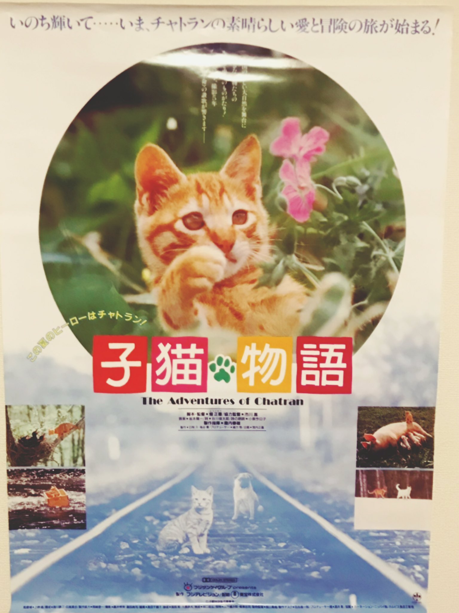 1986年映画「子猫物語」 こどもたちの ジグソーパズル 1986年映画