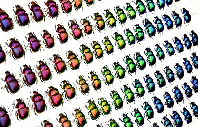 □オオセンチコガネの色彩バリエーション。昨年12月に国内のオオセンチ