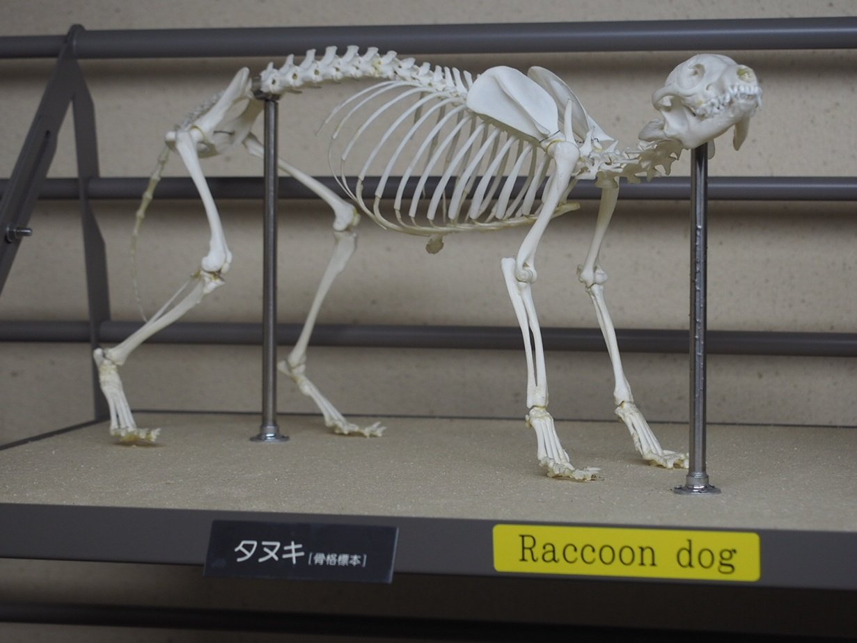 狐 骨格標本 全身