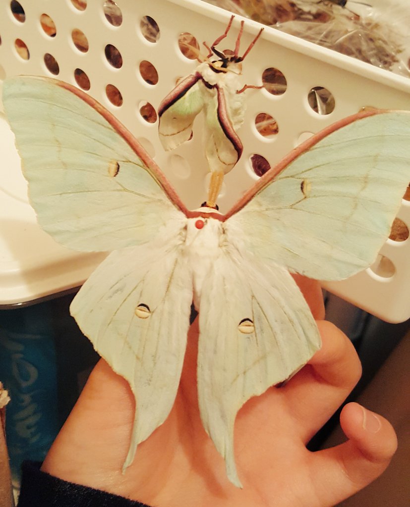 蝶 蛾 標本 アポロヤママユ ③ Amazon.co.jp: アポロヤママユ 41ミリ