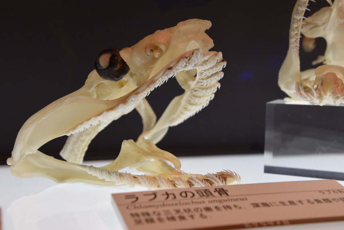 貴重なラブカとミツクリザメの頭部軟骨つきの骨格標本。特にラブカは