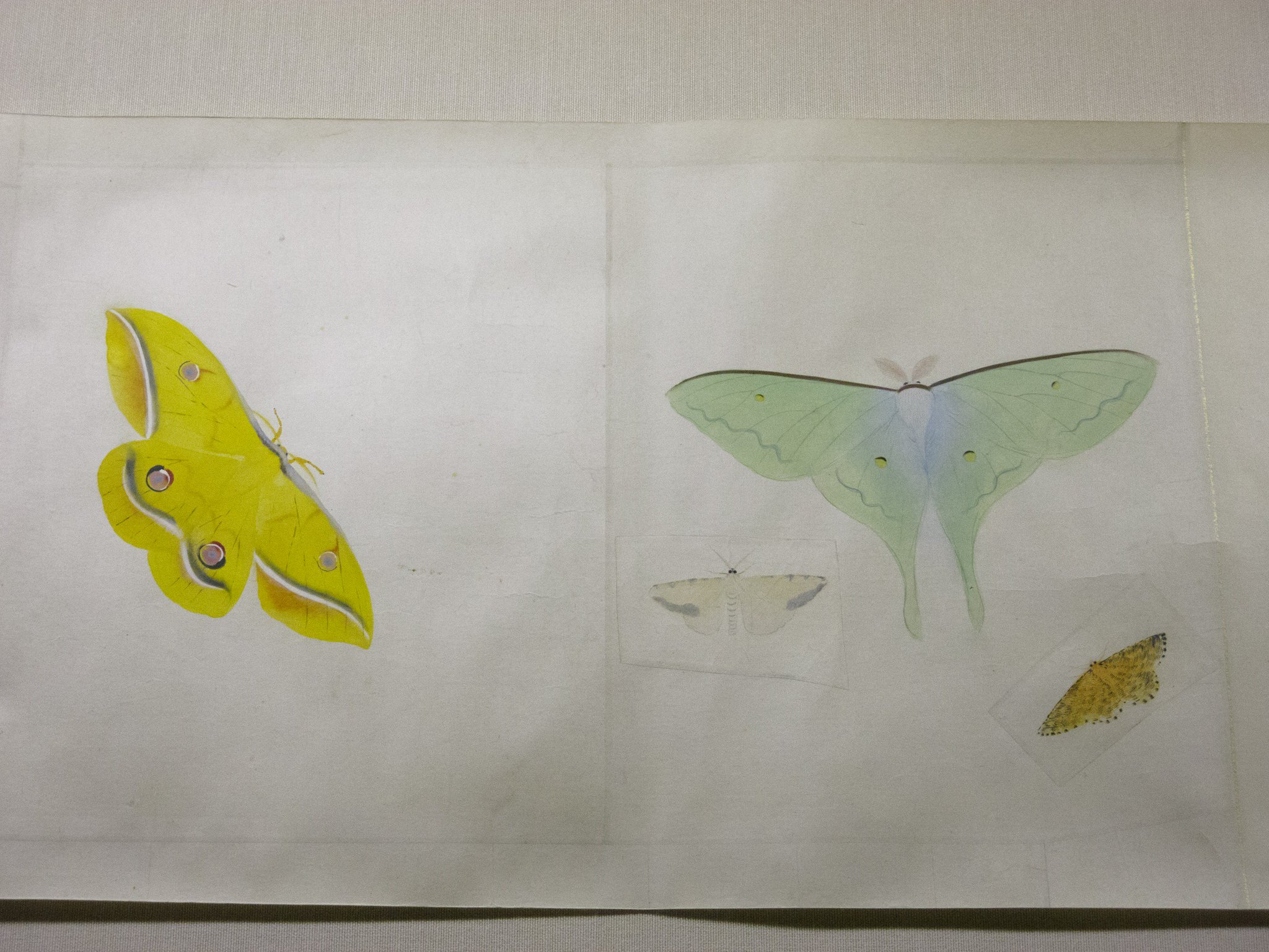 速水御舟筆白鷺紫閃石版画軸装昭和9年制作作品昭和63年発行NO61