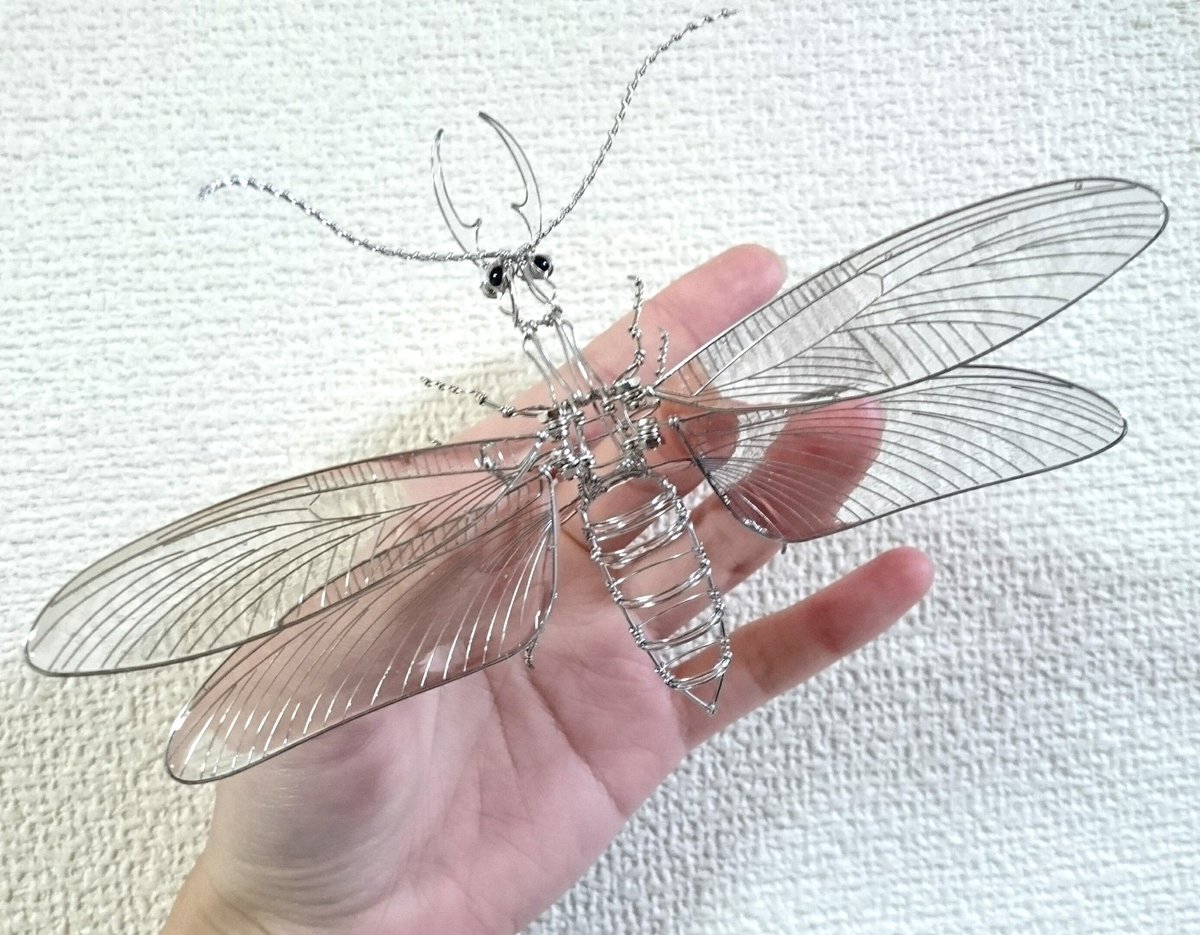 希少 オオキバヘビトンボ 標本 専用 オオキバヘビトンボ 標本 2種1体