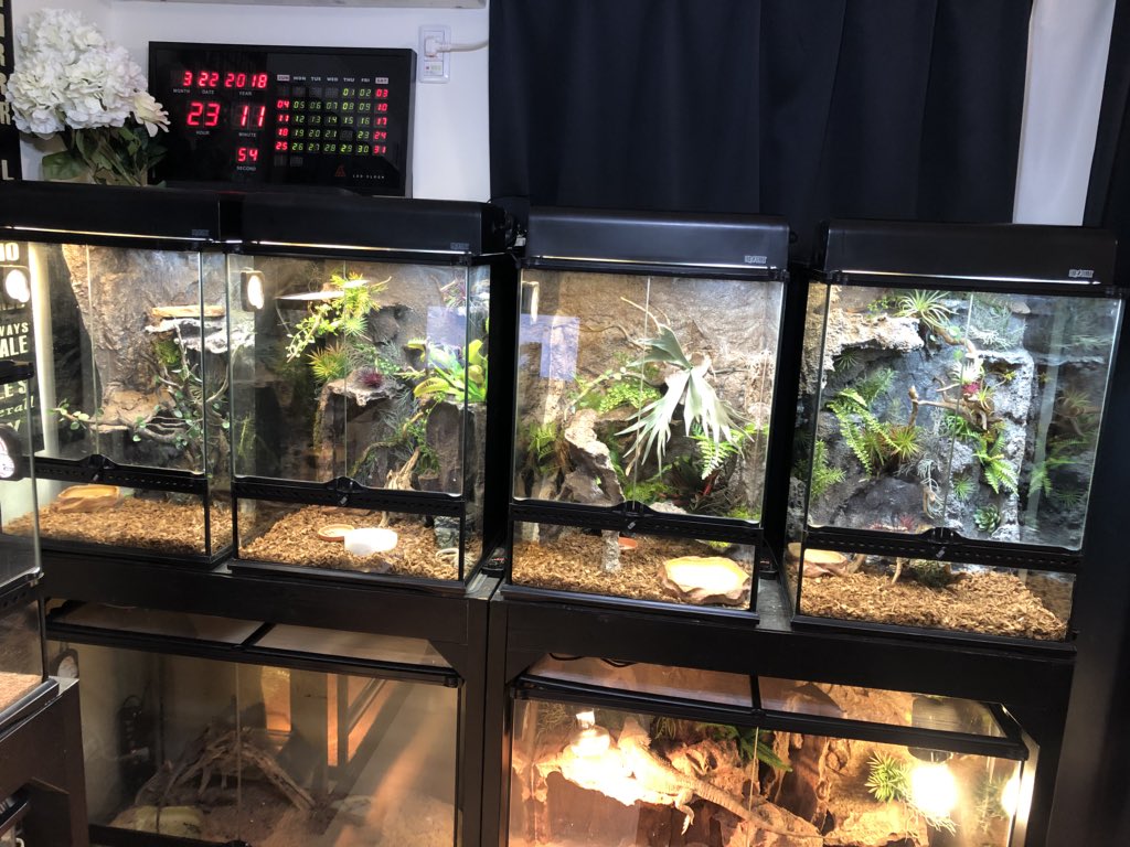 グラステラリウム4530 グラステラリウム4530 セット レッドリドラ様