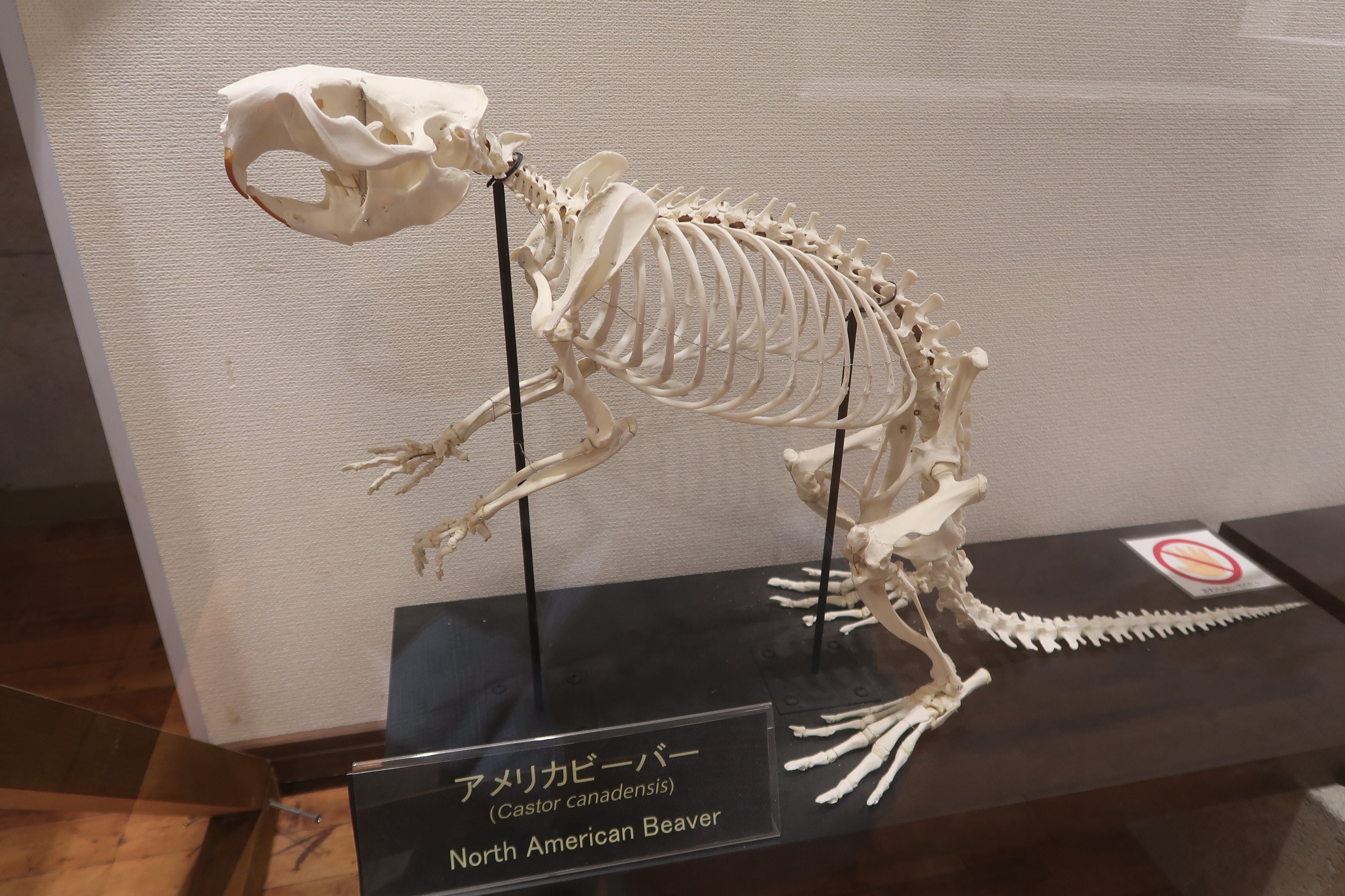 ビーバーの頭蓋骨標本 - 本物の動物の頭蓋骨 - 1:1 等身大