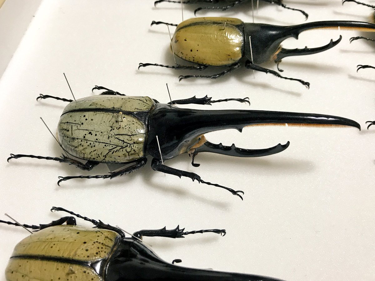 ヘラクレスオオカブト ブルー 標本 野外品 野外品ヘラクレスヘラクレス