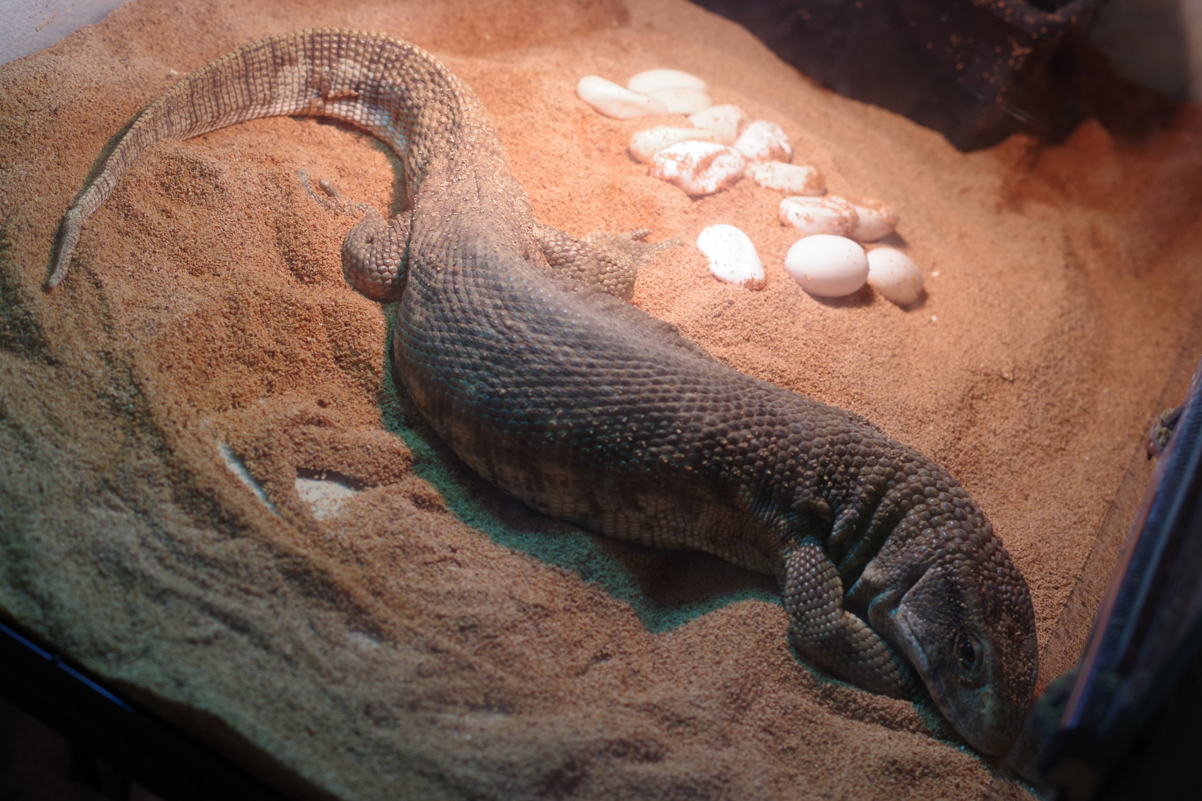 サバンナモニター、ミズオオトカゲ剥製