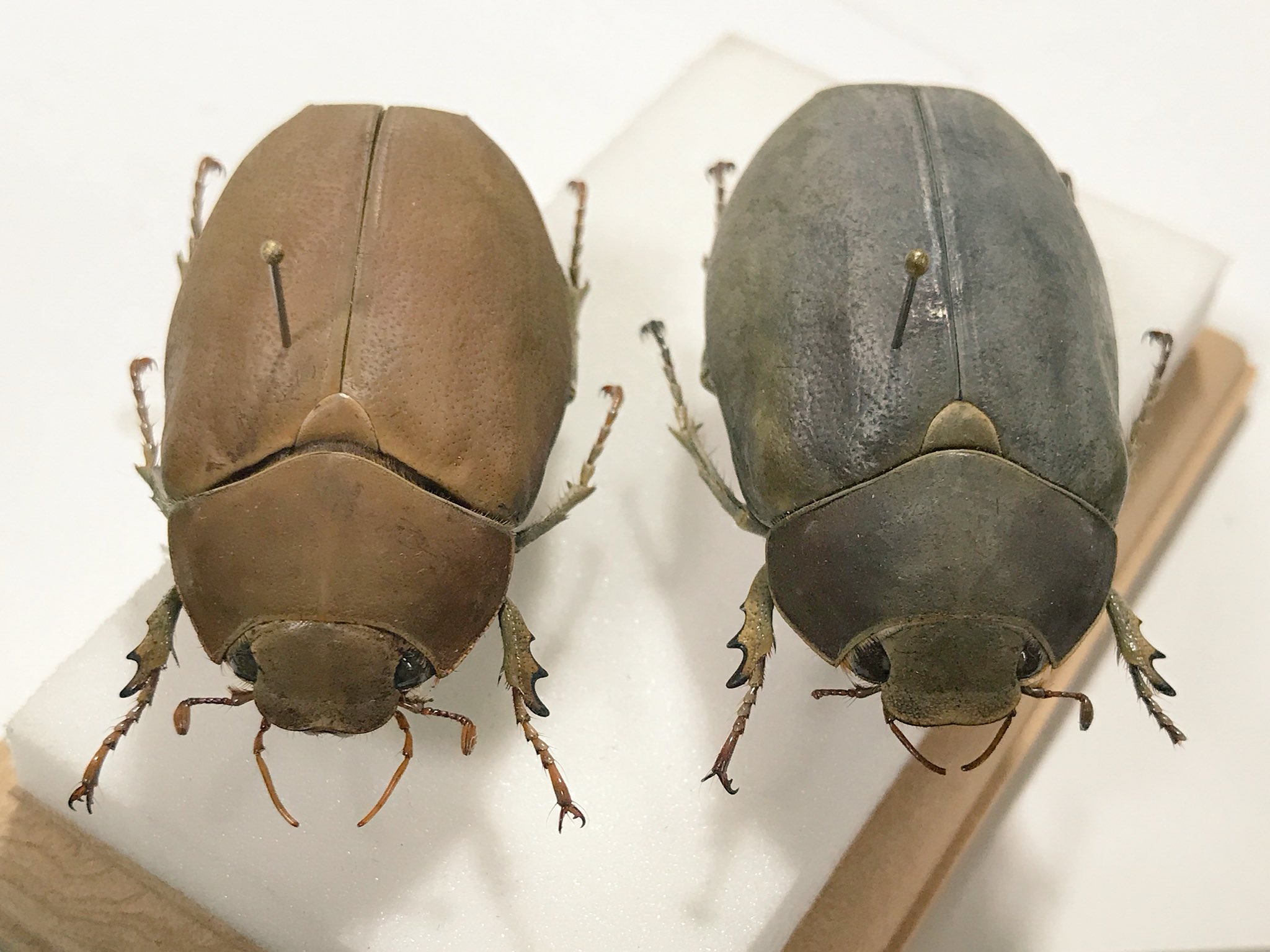 ☆昆虫標本☆【オスモウサンコガネ】｜☆昆虫標本☆【オスモウサン