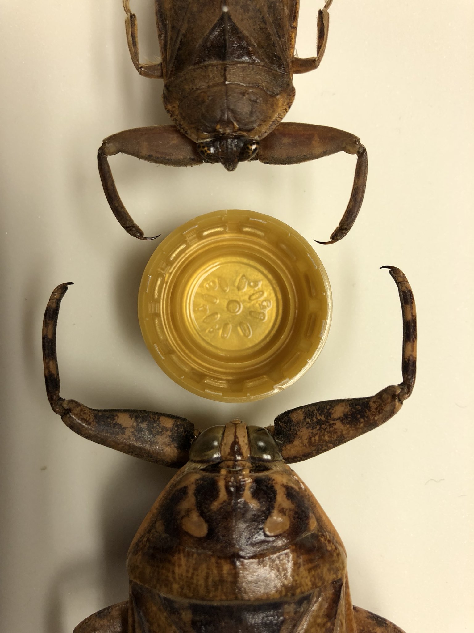 ナンベイオオタガメ 標本