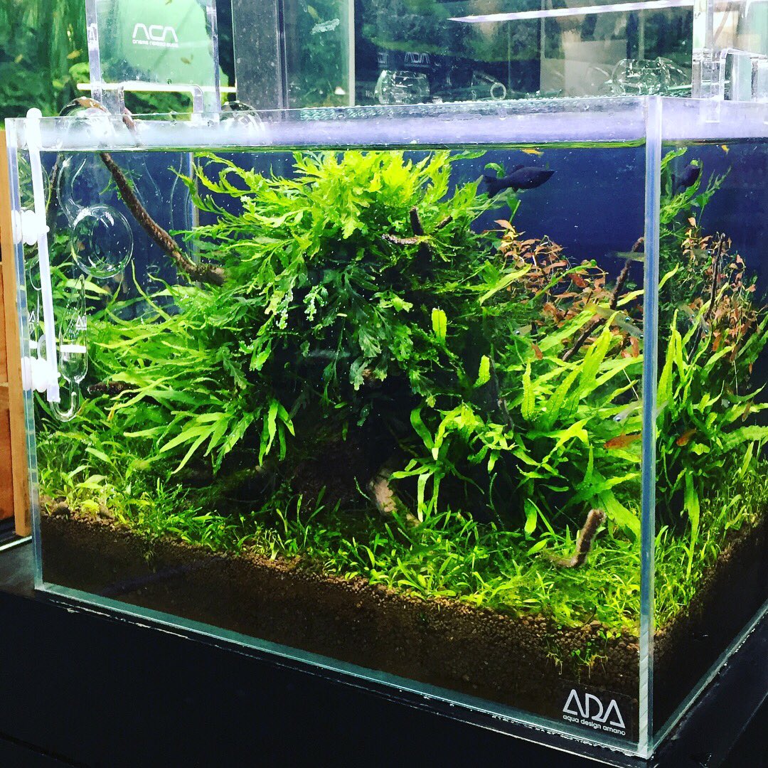 ボルビディスヒュディロティ ミクロソリウムトライデント