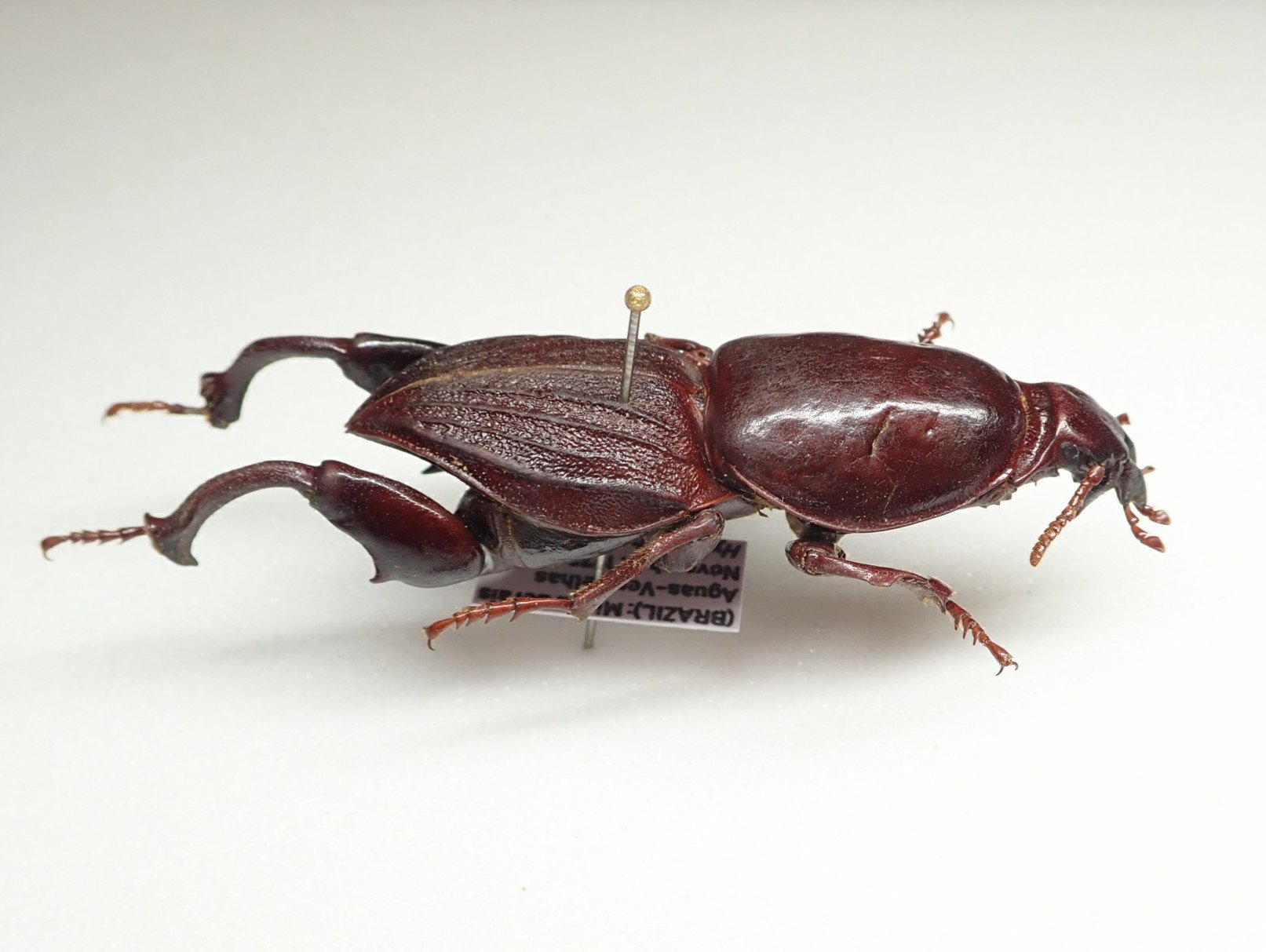 ケラモドキカミキリ 標本