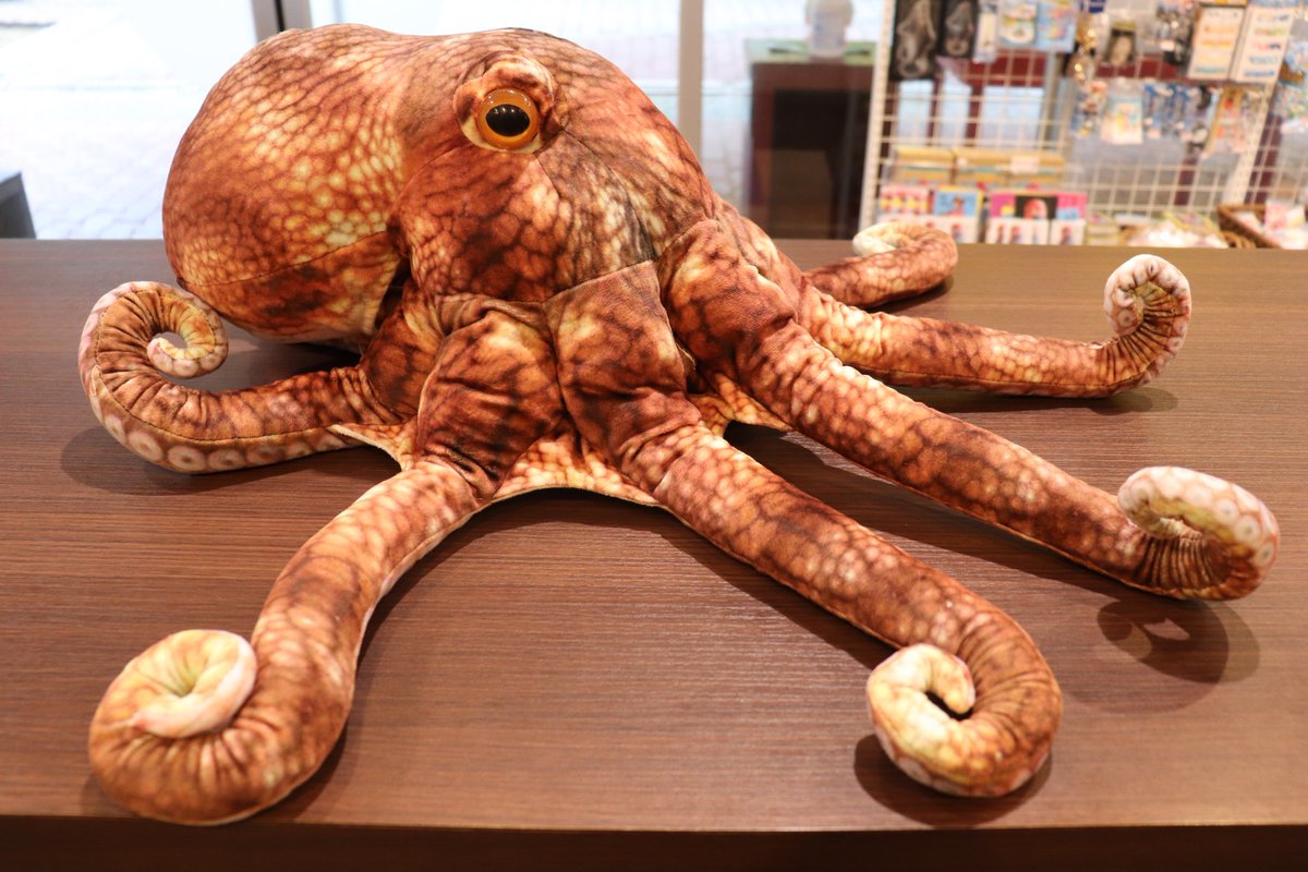 桂浜水族館にさかなクンさんがプロデュースした“おさかなぬいぐるみ”が