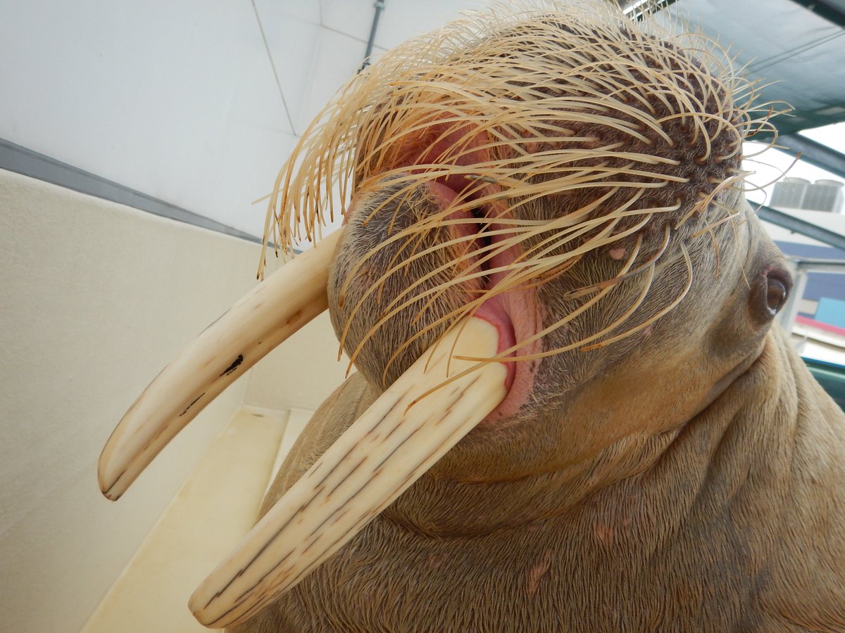 ともちゃん】セイウチの牙は同種間の争いだけではなく、上陸するときに