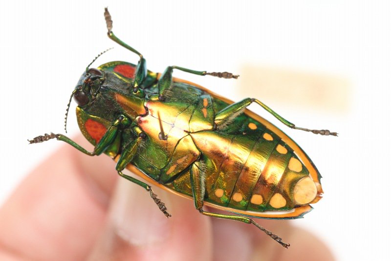 オウサマムカシタマムシ 激レア オウサマムカシタマムシ クロモンベニ