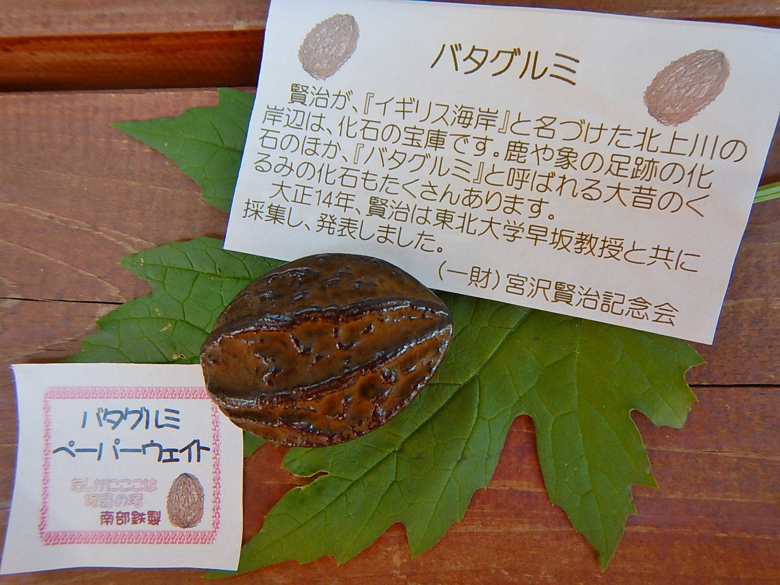 宮沢賢治バタグルミ化石土付き水中保管