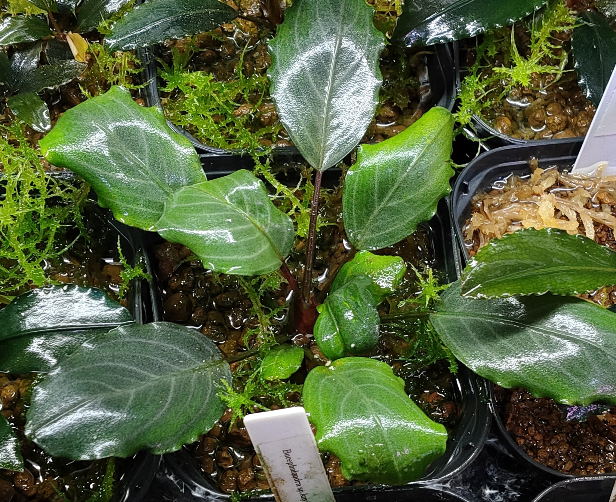 ブセファランドラ sp.“Dark gray” TB便 ブセファランドラ sp.“Dark