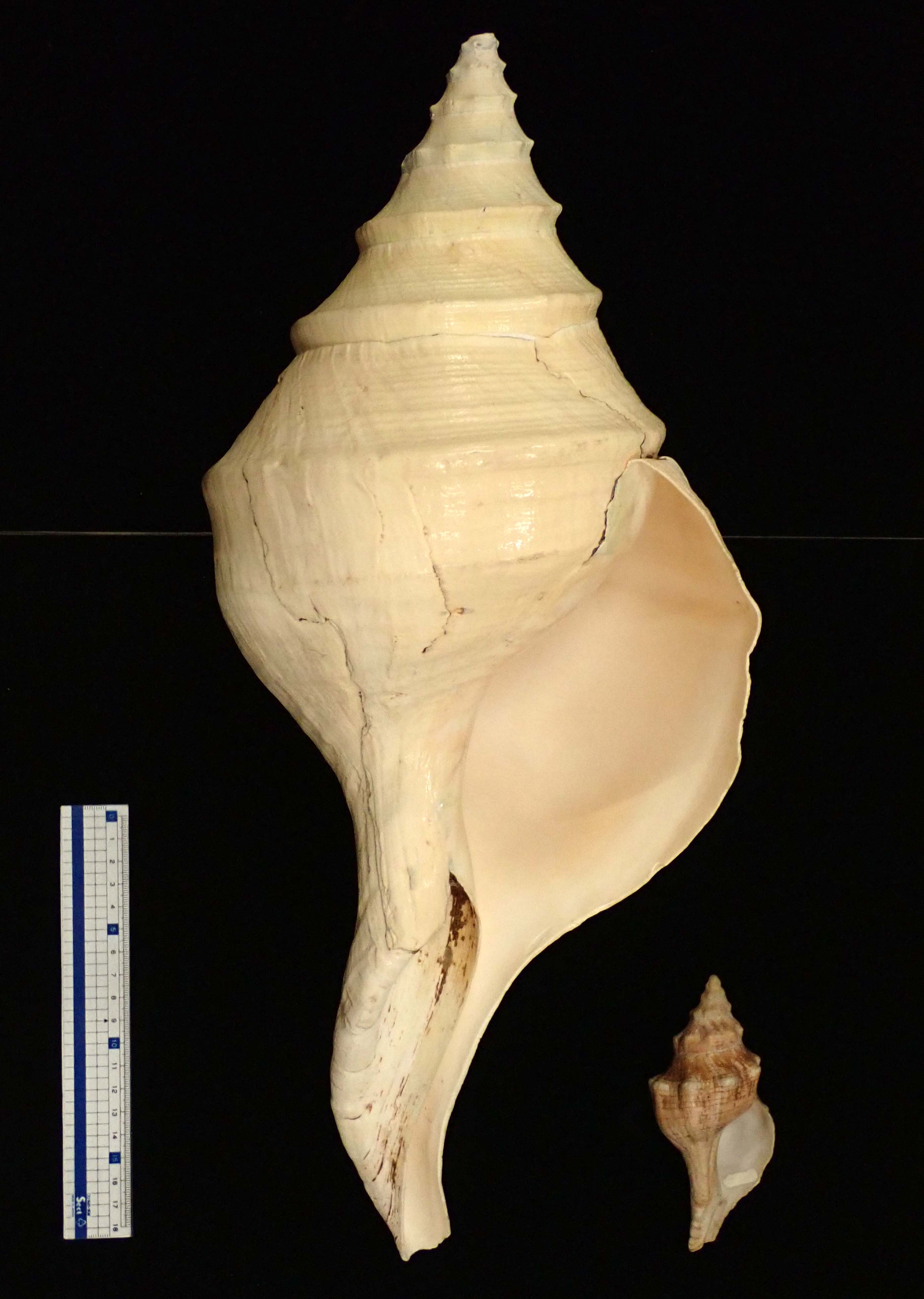 美品！世界最大の巻き貝 アラフラオオニシ貝 ホラ貝