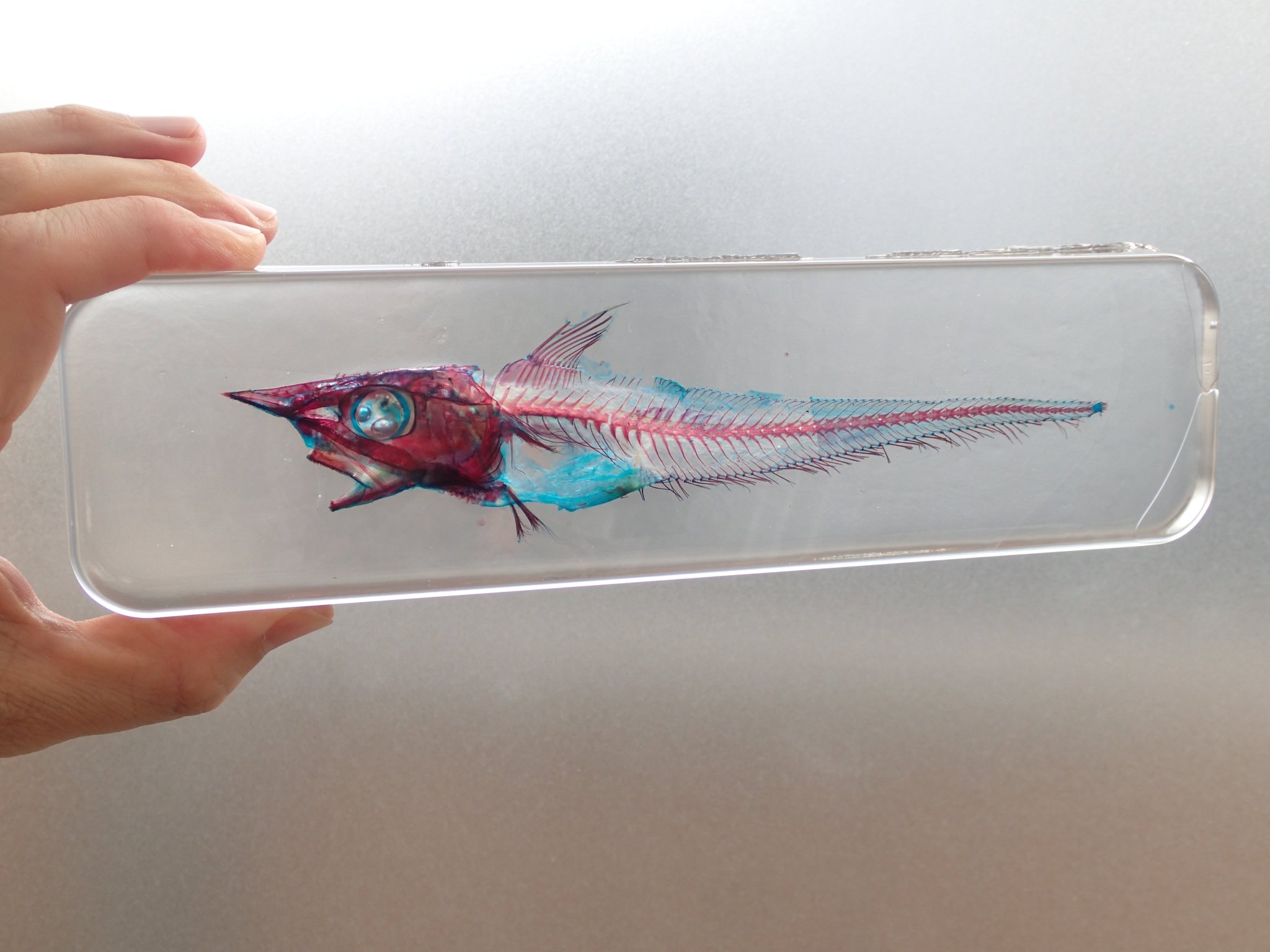 大特価☆数量限定☆透明骨格標本 11本セット レア 深海生物含む