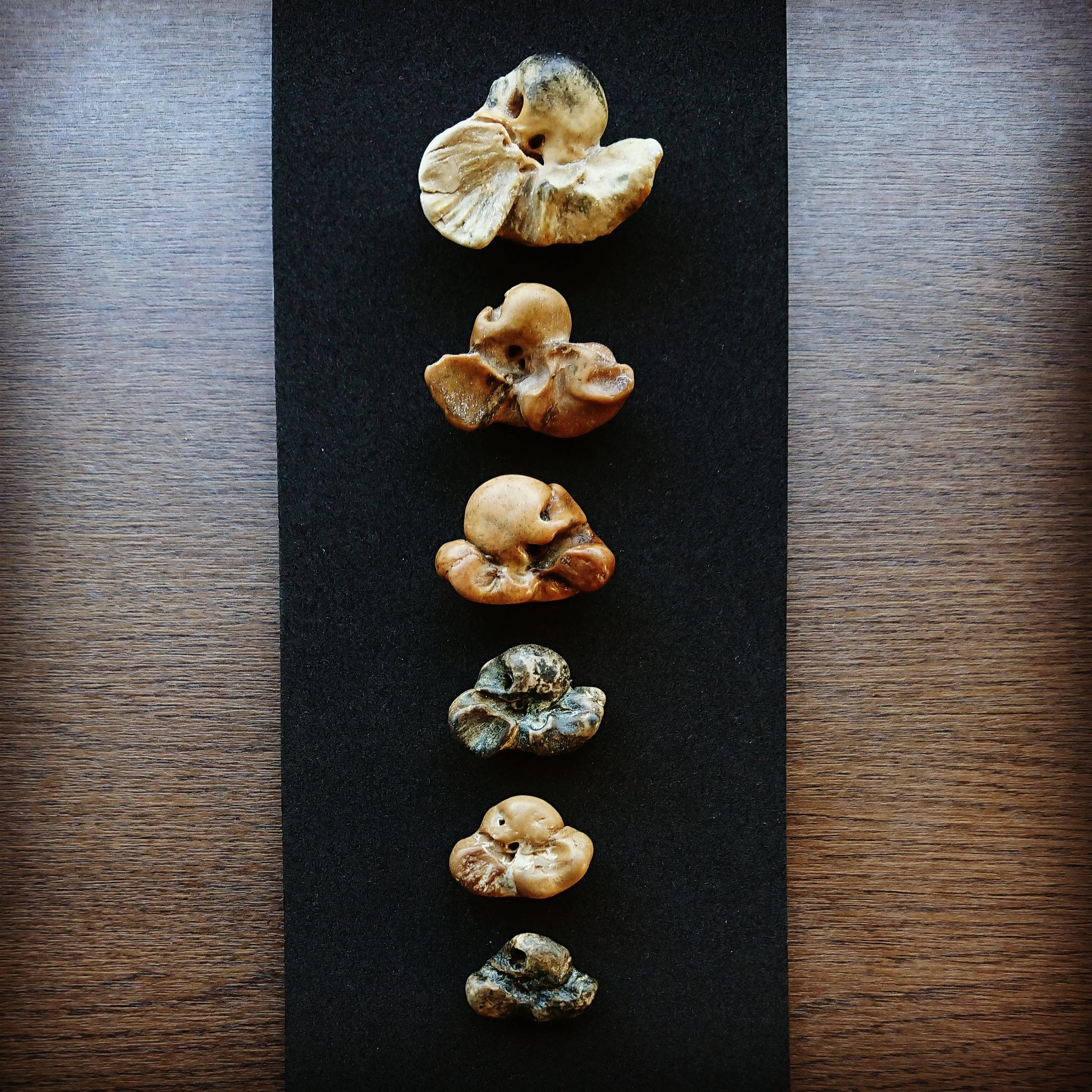 ビーチコーミング イルカ 耳骨 化石 布袋石 超美品！ M109544