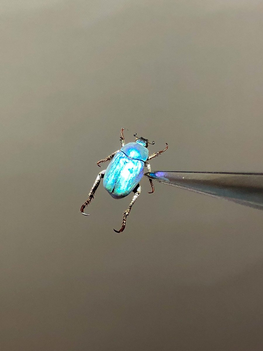 ALL ITEM | オモニキチュウ 【9mm】シンジュアシナガコガネ 標本