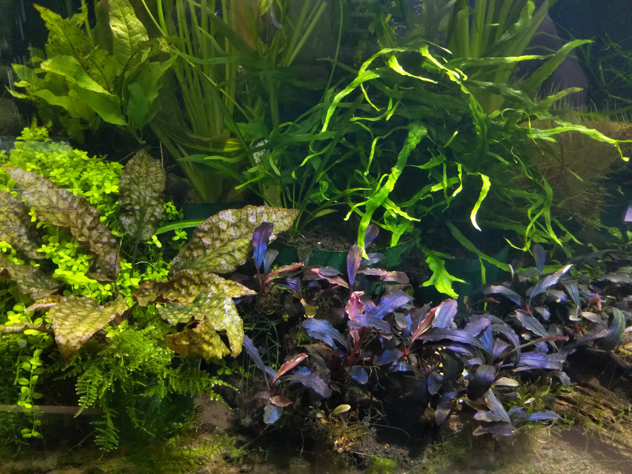 Bucephalandra sp.Ghost kalimantan 水上株 ブセファランド ラ sp