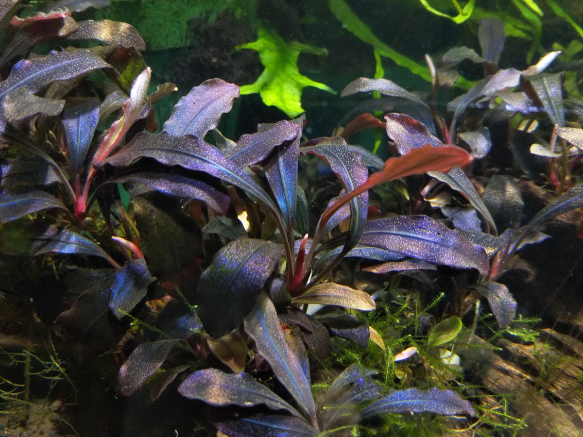 ブセファランドラsp.ゴーストカリマンタン（水上大株