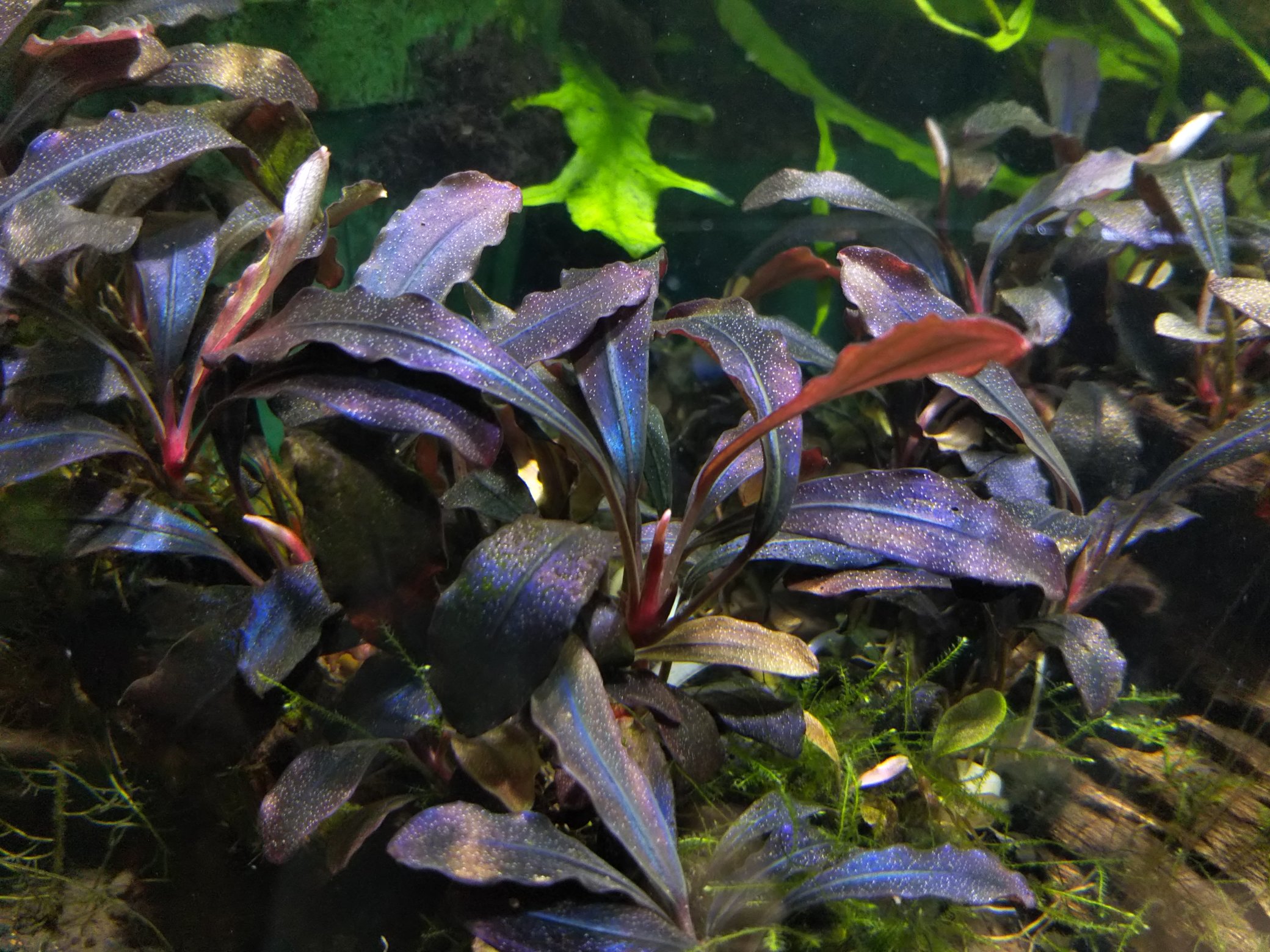 ブセファランドラ sp. Ghost 2011 Kalimantan （3株