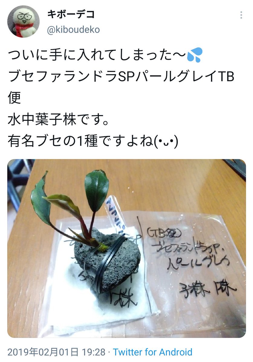 ブセファランドラSPパールグレイTB便 順調に育っていた水上育成パール