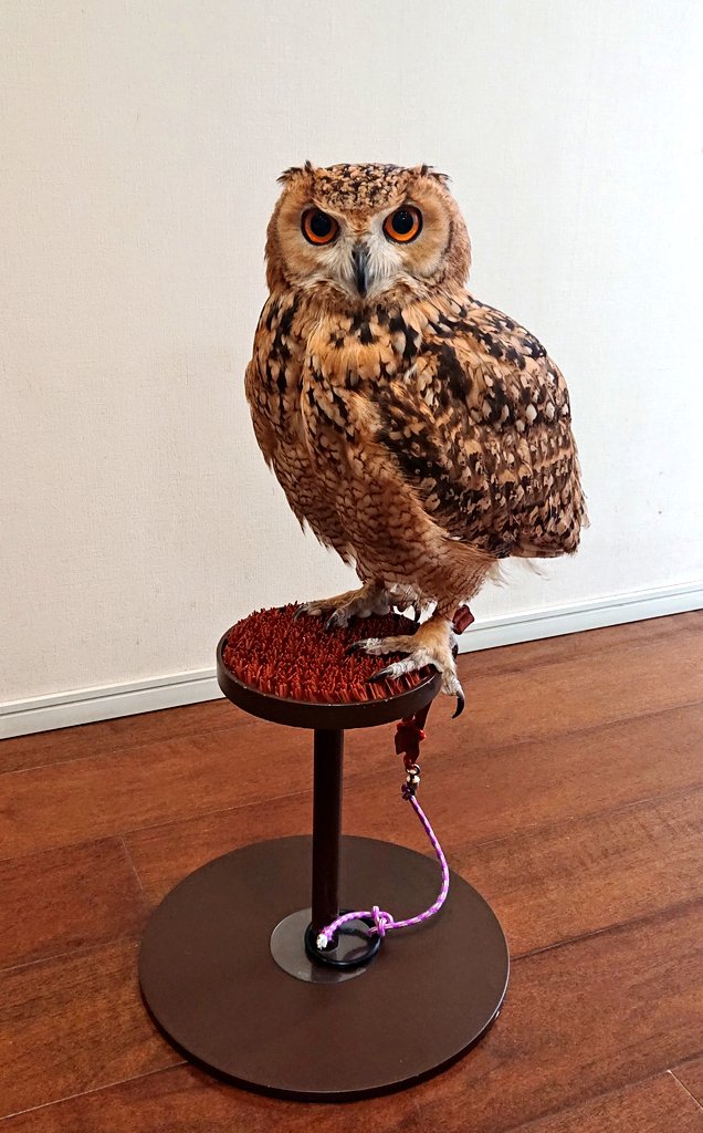 NEW猛禽MSパーチファルコンブロック（屋内用） グリーン 分離型