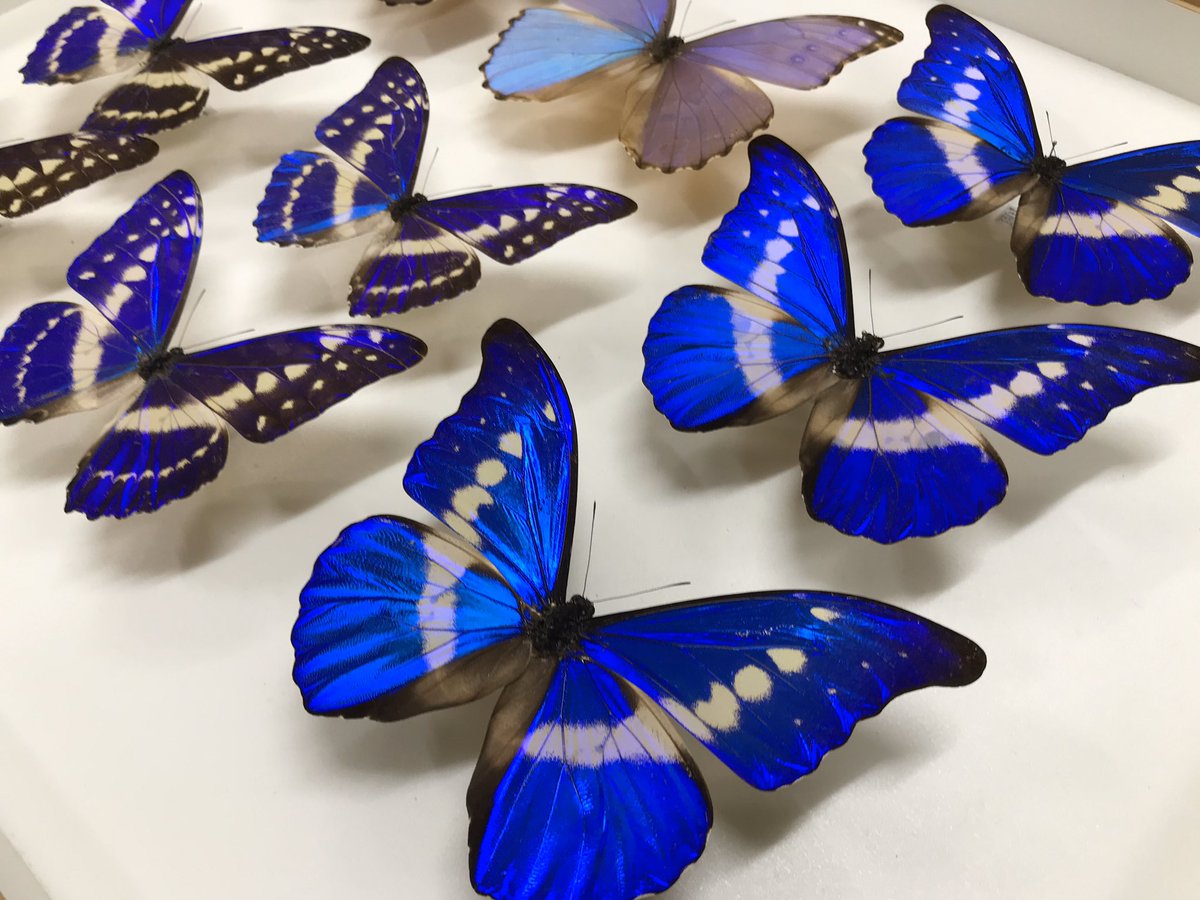 新着標本】 ヘレナモルフォ、キプリスモルフォ、ディディウスモルフォ