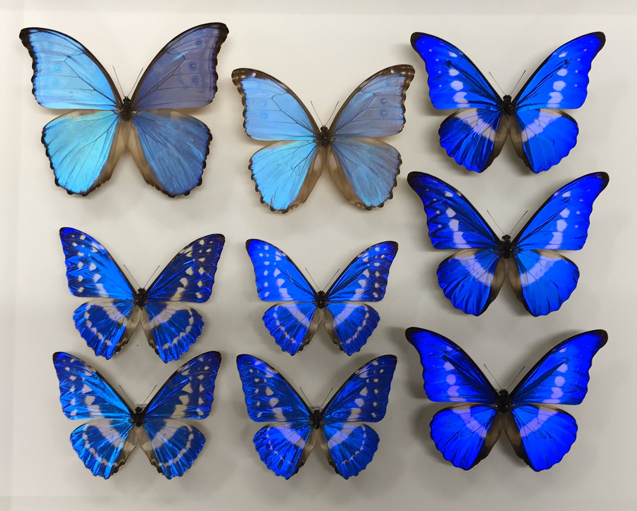 モルフォ蝶 標本 ブラジル産 メネラウス モルフォチョウ