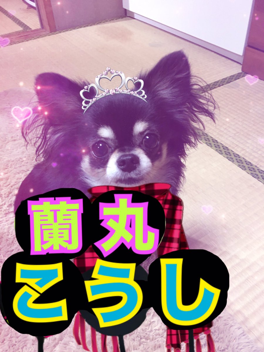 ∞チワワの蘭丸👑 (@ranmaru20180202) / Posts / X