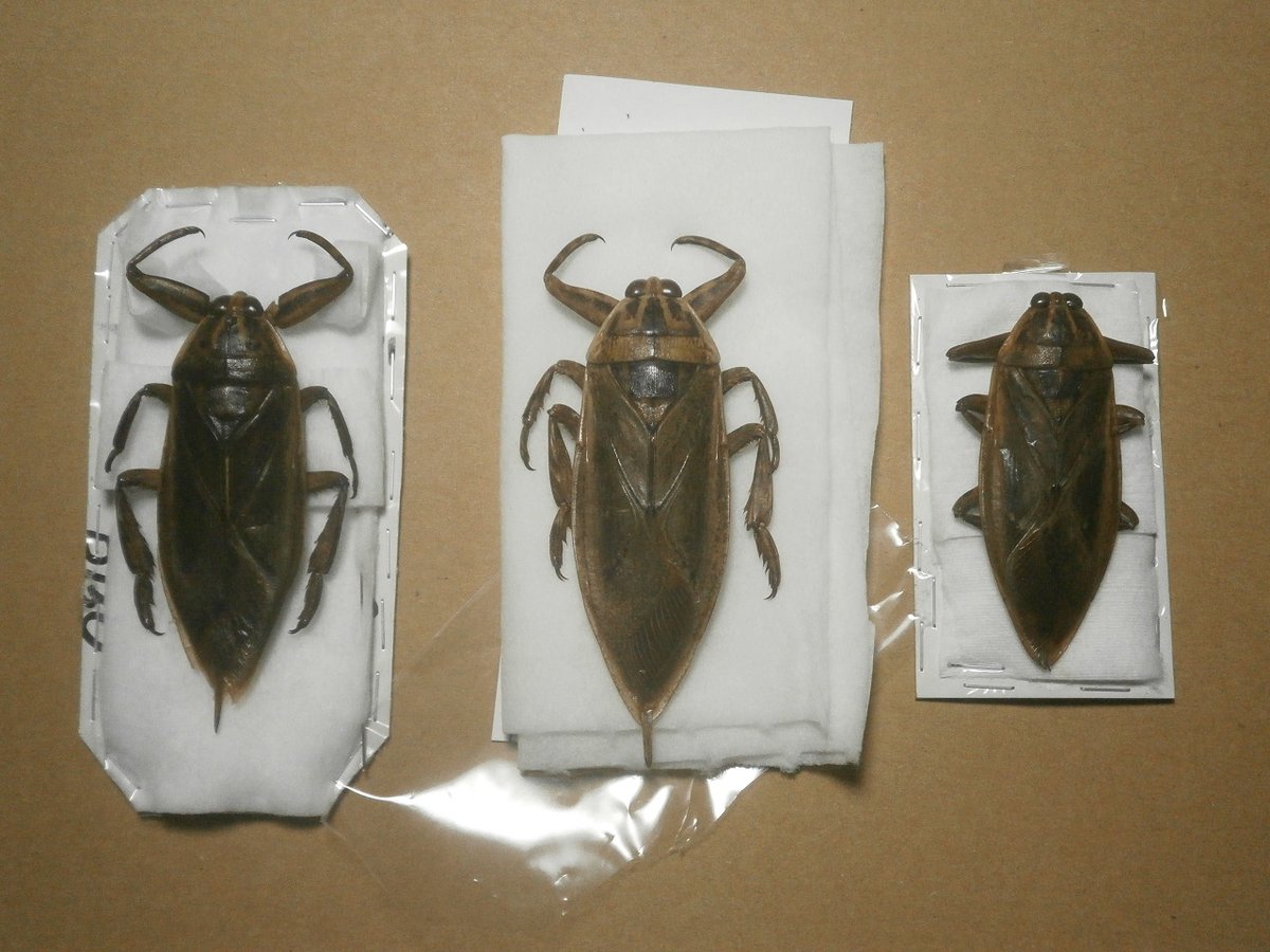 ボリビア産 ナンベイオオタガメ 94mm ボリビア産 ナンベイオオタガメ 94mm