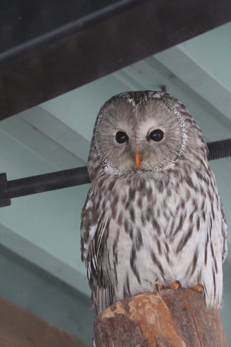 ロイヤルクラウンダービー フクロウ(冬毛)WinterOwl アウトレット