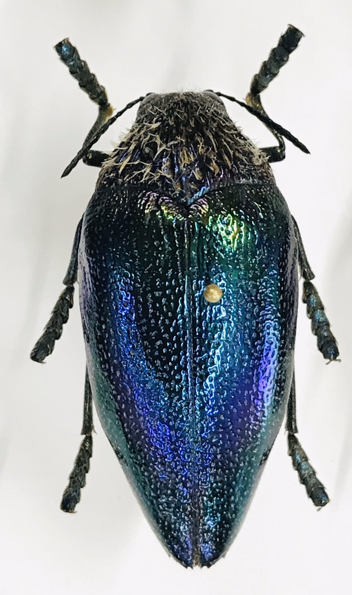 タマムシ 美しい青緑色の昆虫標本 タマムシ 美しい青緑色の昆虫標本