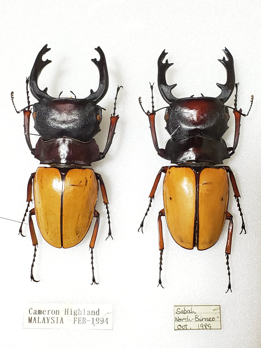 フェモラリスツヤクワガタ 標本 フェモラリスツヤクワガタ 標本