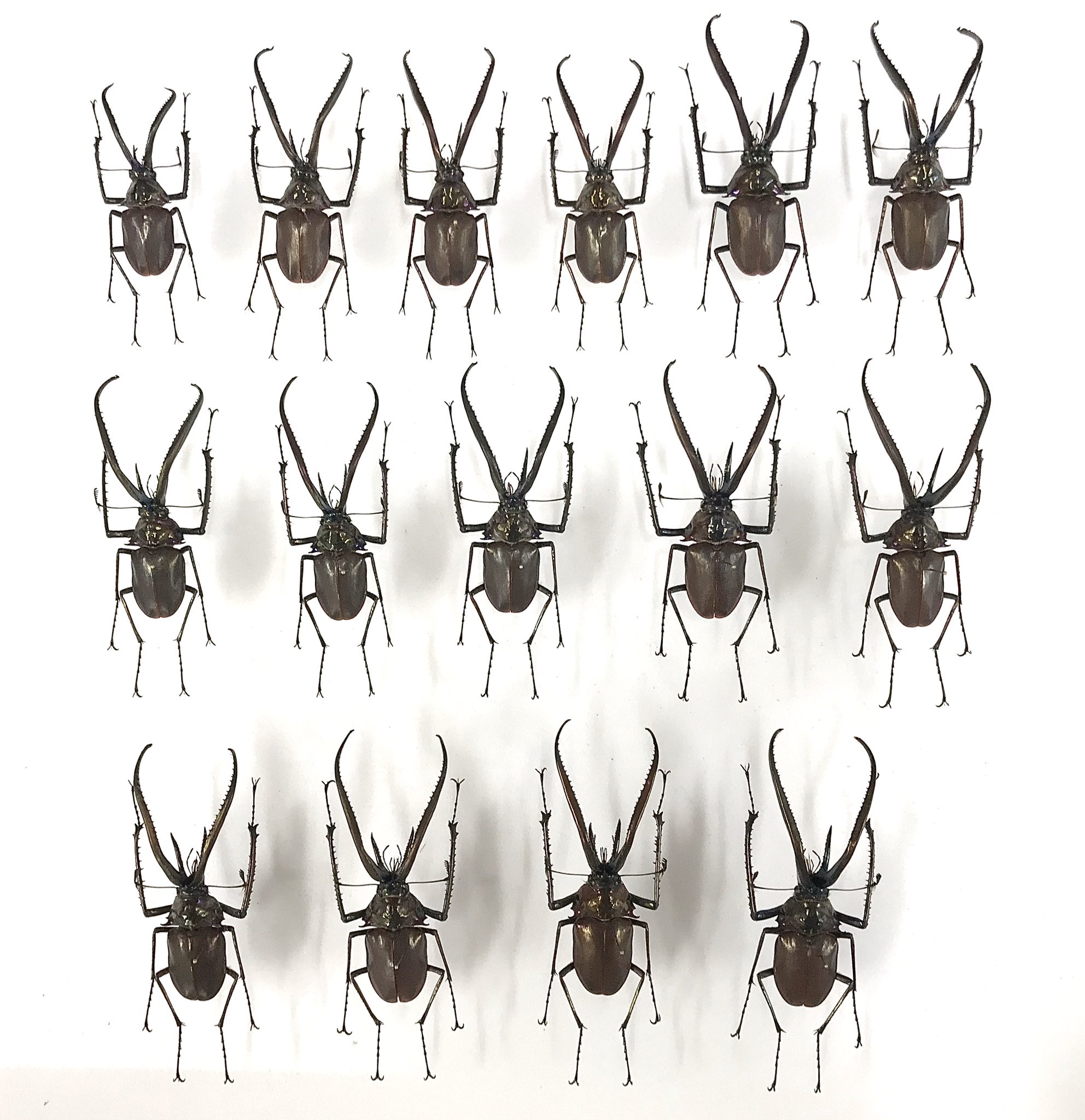 希少】ホロメタリクス チリクワガタ 標本 コガシラクワガタ