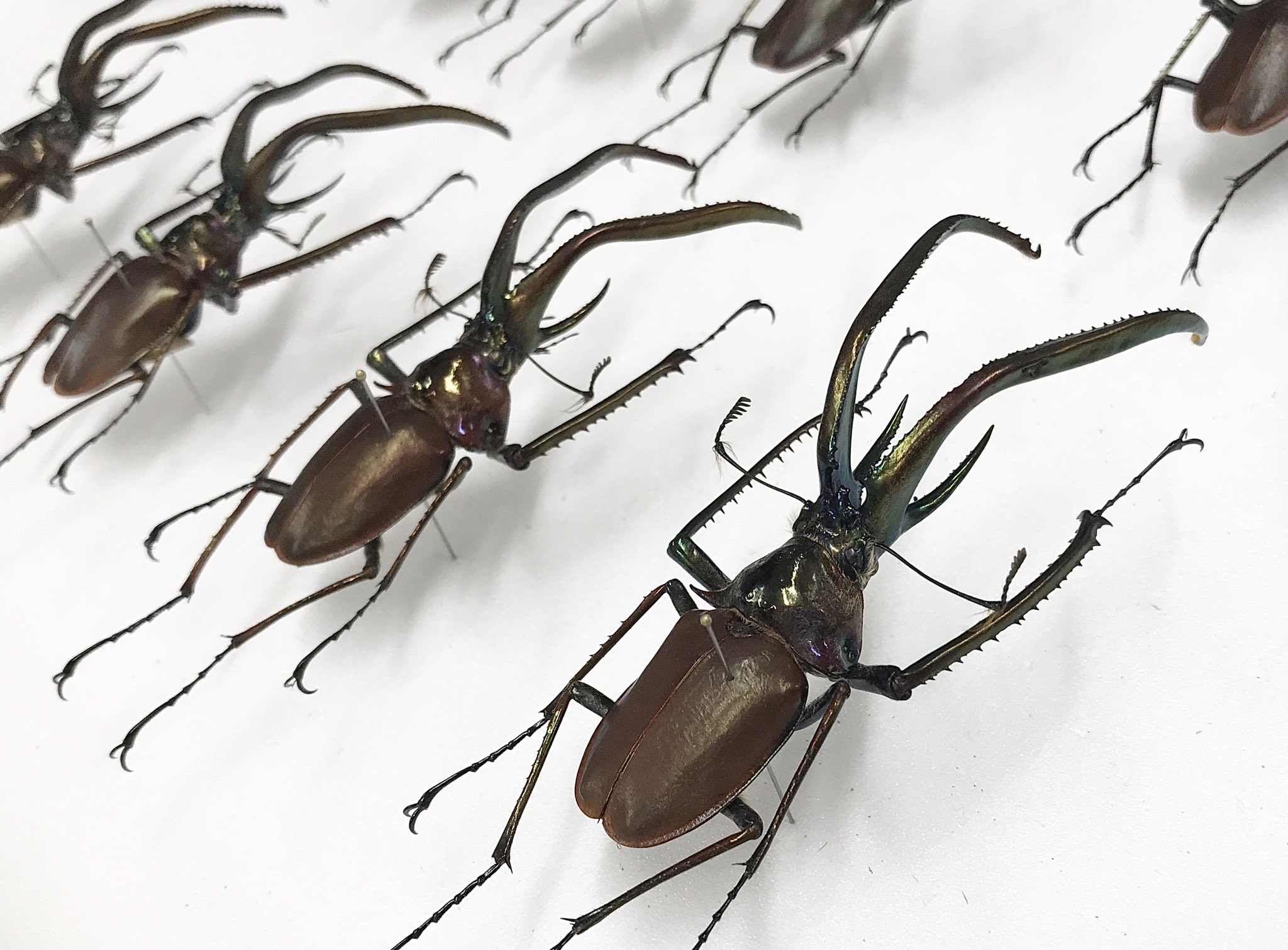 希少】ホロメタリクス チリクワガタ 標本 コガシラクワガタ