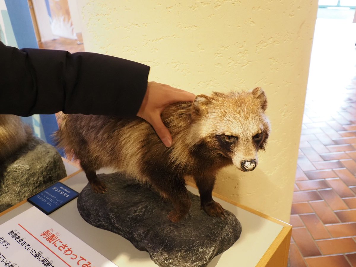 最終値下】タヌキの剥製【6/25(水)まで】 たぬきと一緒に撮れたよ