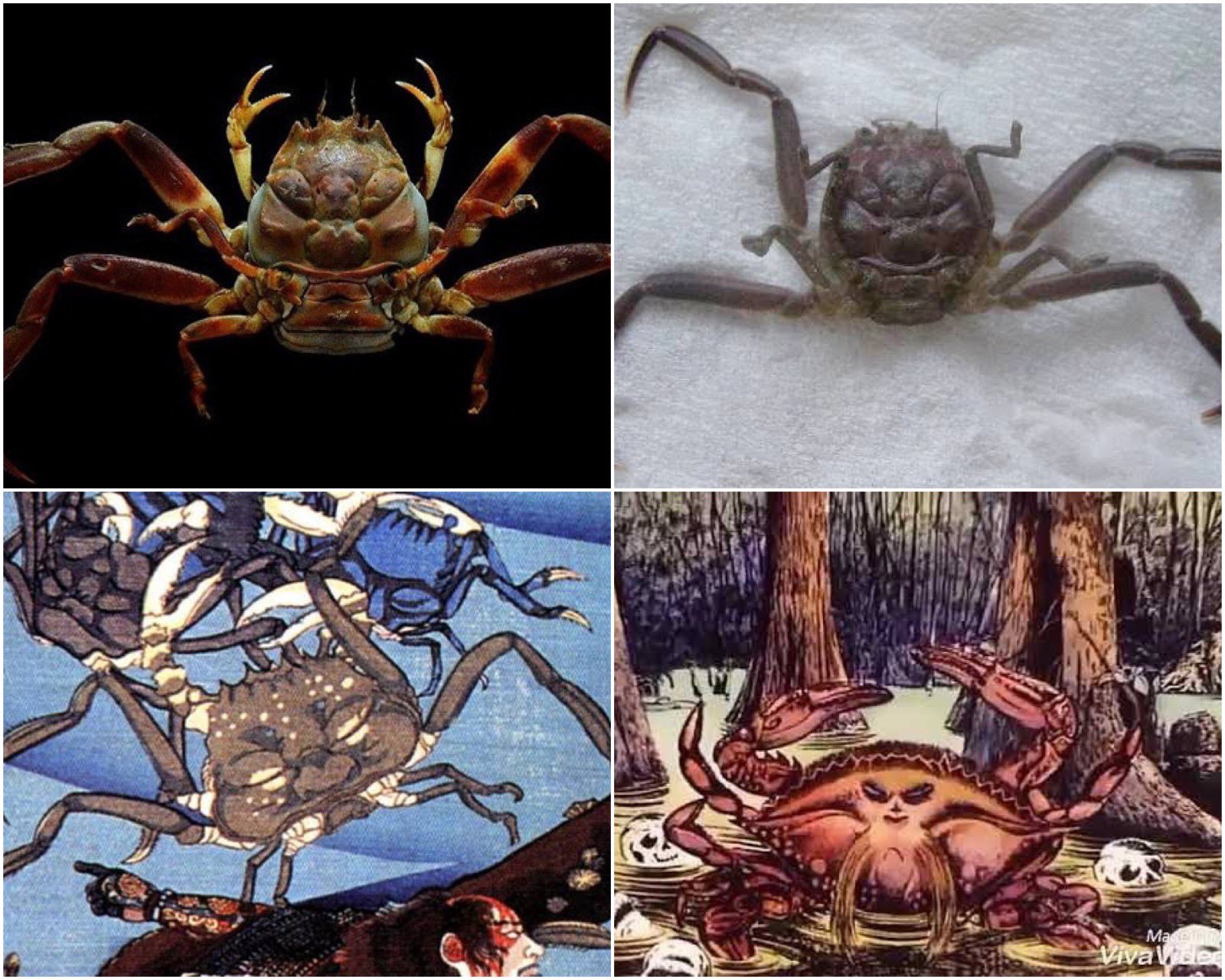 平家怨霊人面蟹稀少レア平家蟹鬼面蟹ペア二点凹凸リアル立体標本飾り