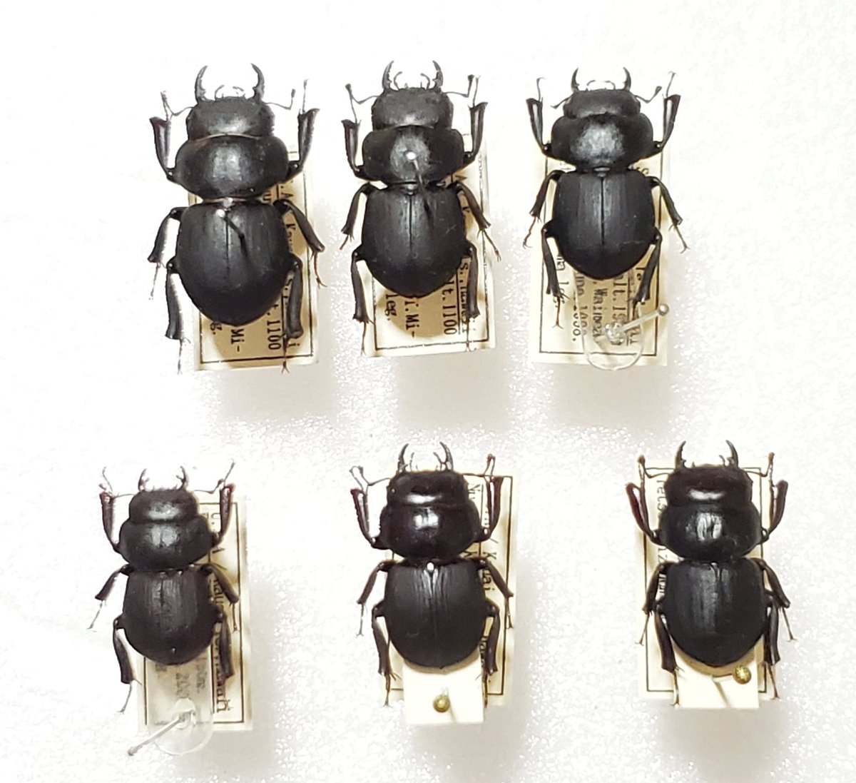 わたの木ハワイハネナシクワガタApterocyclus わたの木ハワイハネナシ