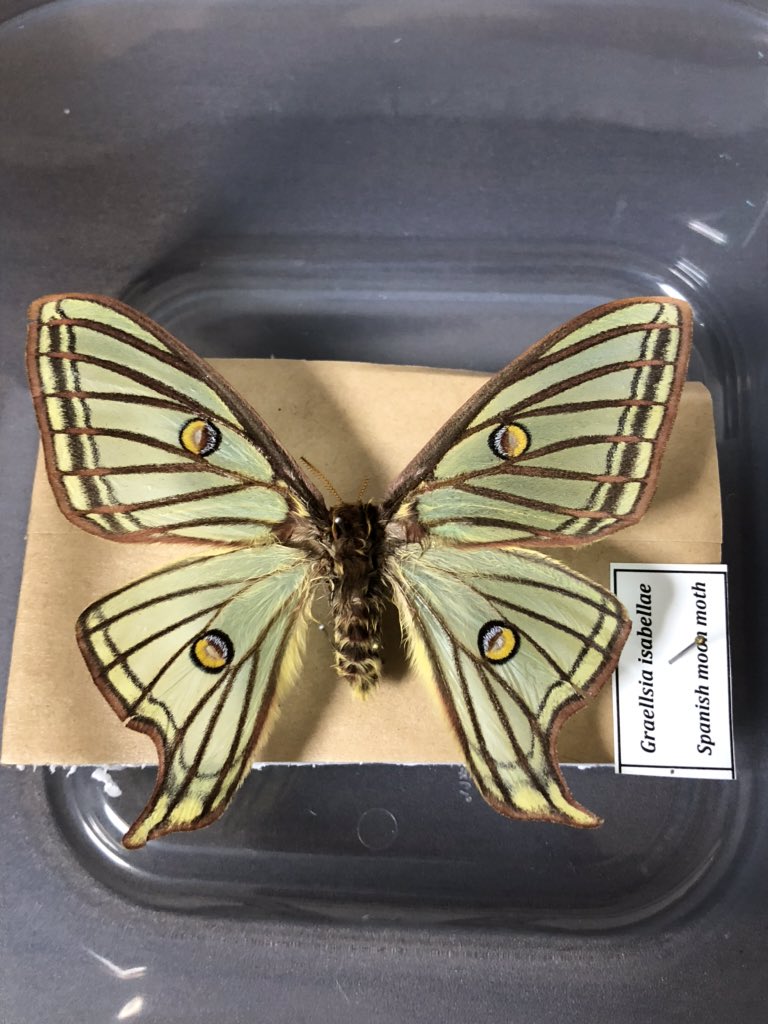 蛾 標本 イザベラミズアオ
