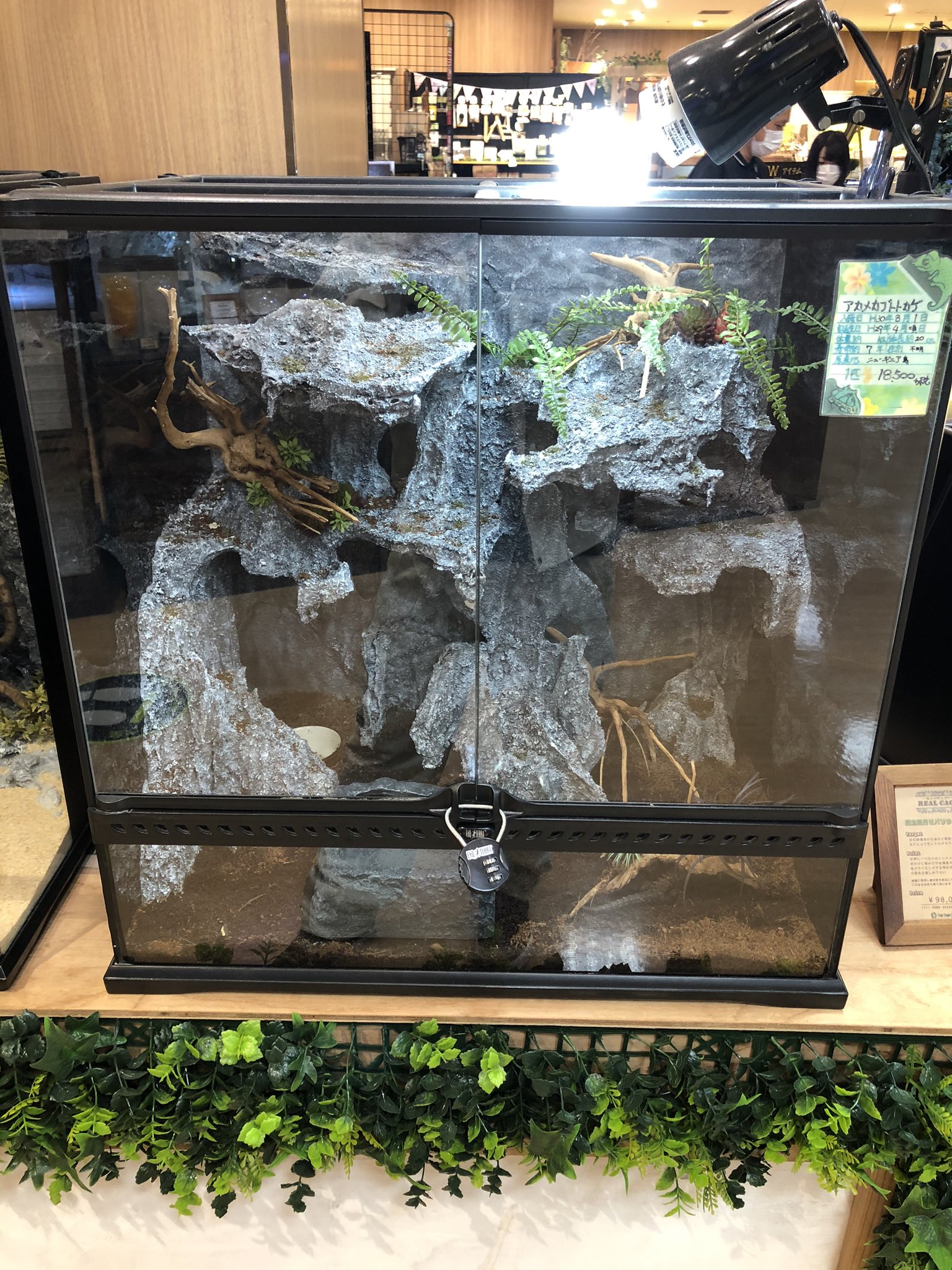 エキゾテラ グラステラリウム 3045 流木付き エクゾテラ グラス