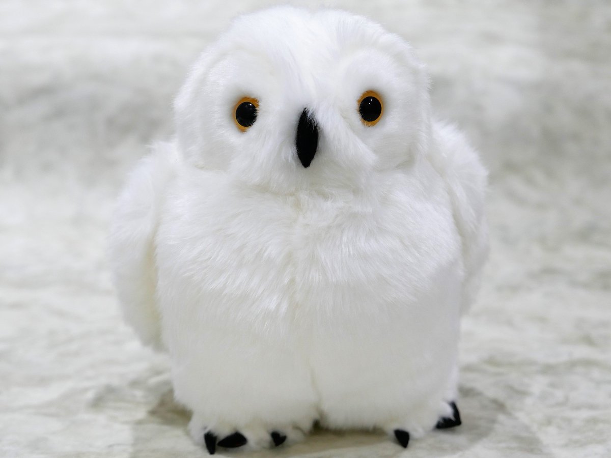 猛禽類の中で人気のフクロウ！ぬいぐるみ「シロフクロウM 税込2,592円