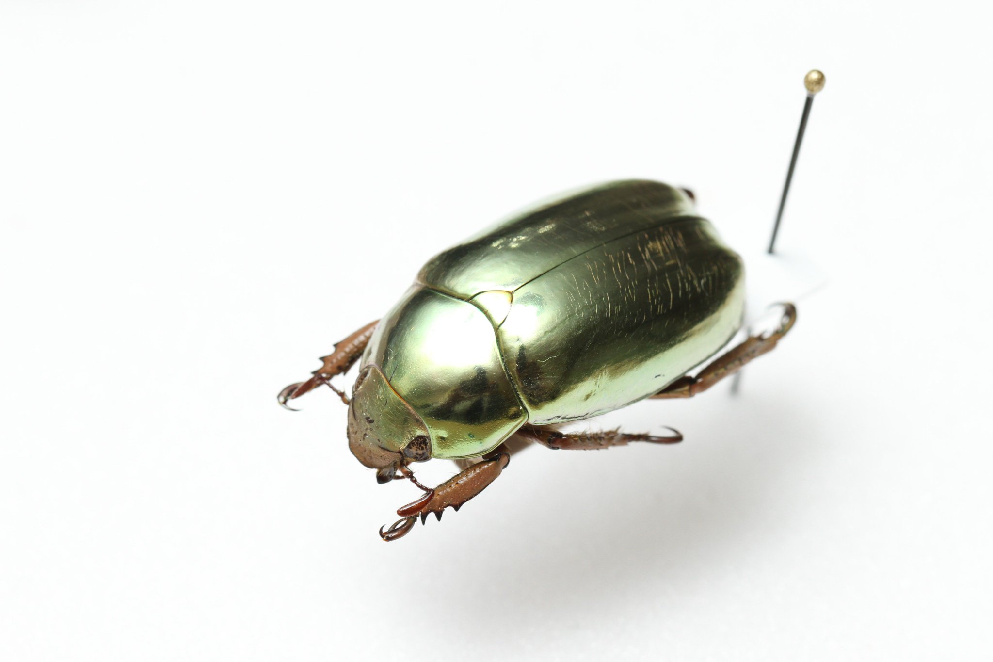 標本 ウグイスコガネ Chrysina psitaccina メキシコ産